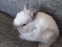 Safkan cüce tavşanı