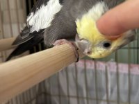 Erkek Sultan Papağanı 12 Aylık