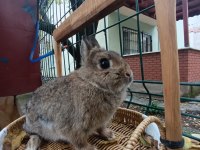 Hollanda Cüce Tavşan Anaç Takım 2+1 Yada 3+1