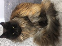 Safkan Maine Coon Smoke Yavrular