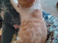 Sarı Ve Kardeşleri Kediler