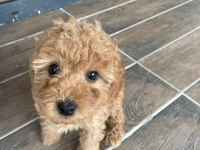 Ev üretimi safkan toy poodle yavruları anne yanından
