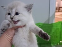 Full Şecereli Babadan Pamuk Scottish Straight Kız