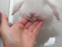 4 Aylık Beyaz Tavşan Lokum Tadında