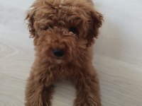 4,5 Aylık Aşıları Tam Toy Poodle