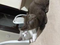 Bi Color British Shorthair