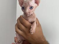 2 aylık sfenks yavrular