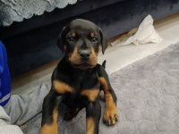 Europan Doberman Yavruları