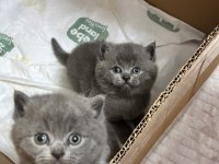 British Shorthair Bebek Kedilerimiz