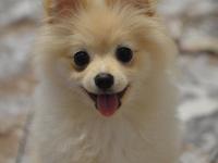 Dişi pomeranian köpeğimiz sahiplendireceğiz