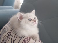 Blue Point Boncuk Gözlü Bir British Prenses