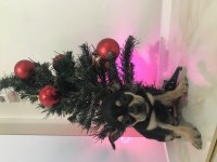 Avrupa Kalitesinde Erkek Chihuahua Yavrum 405 Gram