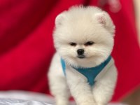Ayı surat pomeranian boo yavru