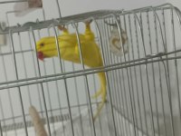 Halkası yeni patlamış genç sarı pakistan papağanı