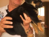 Safkan Dişi Rottweiler Yavrular
