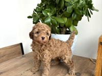 Aileden Red Toy Poodle Dişi Çok Uyguna Aşılı
