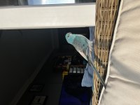 Şarkıcı pareket papağanımız