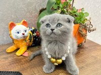 Safkan scottish yavrular teslime hazır