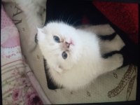 Kedimizi Sahiplenmek İster Misin