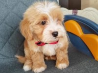 Tüy Dökmeyen Maltipoo Yavrularımız