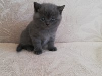 Mükemmel British Shorthair Bebekler