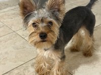 Yakışıklı yorkshire terrier prens