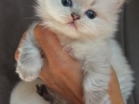 Silver British Longhair Kız Bebeğimiz Yeni Ailesine Gitmek İçin Hazır