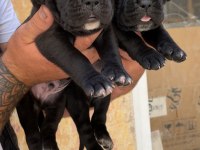 Üst Kalite Dev Cane Corso Adayları
