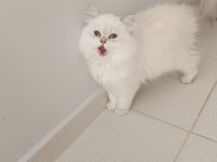 4.5 Aylık Şecereli Safkan Dişi Yavru British Longhair