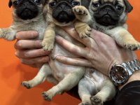 Pug mops yavru köpekler