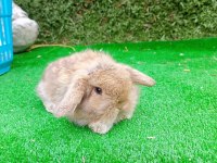 Hollanda Teddy Lop Tavşanlar