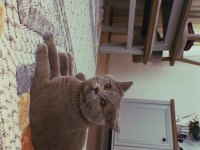 Yeni Doğan Yavru Kedilerimize Yuva