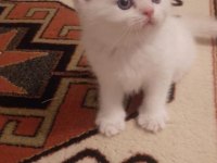 Safkan british shorthair yavrularımız