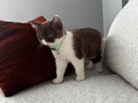 2.5 Aylık Maskeli British Kedimiz