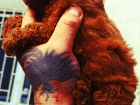 Red Brown Toy Poodle