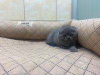 K9 Avrupa Çitliğinden Irk Ve Sağlık Garantili Brıtısh Ve Scottish Yavruları