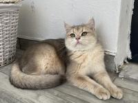 Şecereli british shorthair dişi 10 aylık