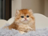 Show Kalite Orange British Longhair