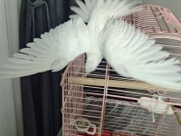 6 Aylık Albino Sultan Papağanı