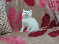 British shorthair yavrularımız