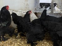 Black Brahma Kuluçkalık Yumurta