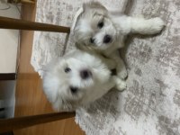 Size terapi gelecek anne babası bizde olan dost canlısı yavru köpekler