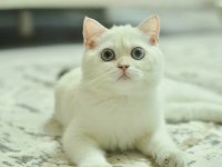 Kaliteli British Shorthair Erkek