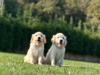 Safkan Golden Retriever Bebeklerimiz