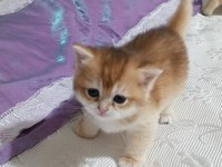 Golden Ny12 British Shorthair