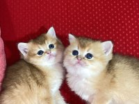 Golden British Shorthair Dişi Yavrular