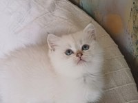 Veteriner Kontrollü British Yavrular