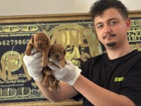 Toy Poodle Yavrularimiz