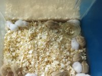 Gonzales Hamster Bebekler