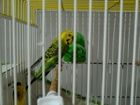 Takım muhabbet kuşu erkek ve dişi